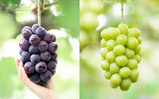 【2回定期便】 家庭用 ピオーネ or オーロラブラック 2房 （900g以上） ＆ 家庭用シャインマスカット 2～3房 （1kg以上） 【2026年7月下旬から順次発送予定】 ／ くだもの 果物 果