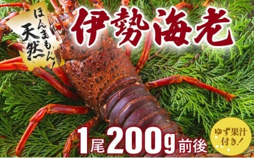 
伊勢海老 天然ほんまもん！＜200g前後＞【扱いやすい鮮度抜群冷凍】刺身ＯＫ 国産 東洋町産 天然 新鮮 海鮮 焼き ボイル 四国 お取り寄せ お祝い 記念日 贈り物 送料無料 生 S143
