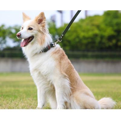 ふるさと納税 松原市 【本革】中型犬用　首輪　マイスタープラス　レザーカラー　オレンジ　#30 |  | 03