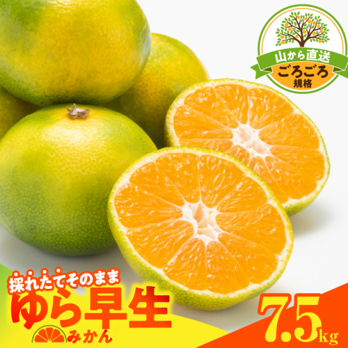 【2026先行予約】ゆら早生 みかん 山から直送 箱込 7.5kg ( 内容量 6.8kg ) 採れたてそのままごろごろ規格 有田みかん 和歌山県産_MK1063
