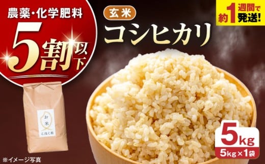 【 令和7年産】こしひかり 玄米 5kg × 1袋 農家直送 コシヒカリ 米 ご飯 玄米 ごはん おにぎり お弁当 お米 滋賀県 長浜市/株式会社エース物産 [AQAK001]