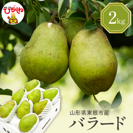 【2026年産】 西洋梨 バラード 2kg 秀品 化粧箱入り 山形県 東根市 東根農産センター提供 hi027-190-r8 （バラード 洋梨 洋ナシ フルーツ 果物 くだもの 産地直送 期間限定 特産品 お取り寄せ グルメ 旬 秋 東北 山形県 東根市 送料無料）