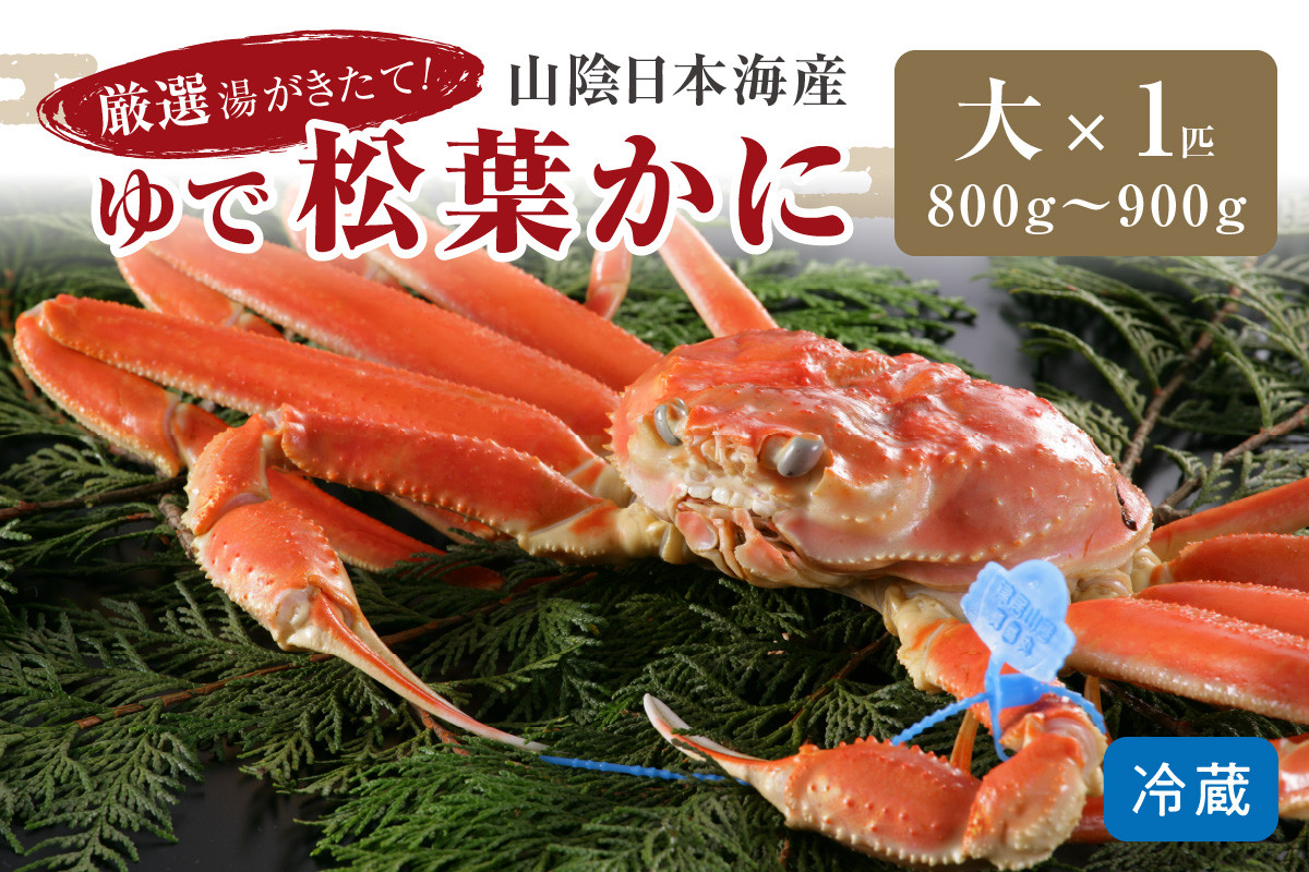 
            【12月発送】厳選湯がきたて！山陰日本海産ゆで松葉かに　800g～900g大サイズ/北畿水産 松葉ガニ 松葉蟹 松葉がに 松葉かに ズワイガニ ボイル カニ 姿 ゆでかに　HK00188
          