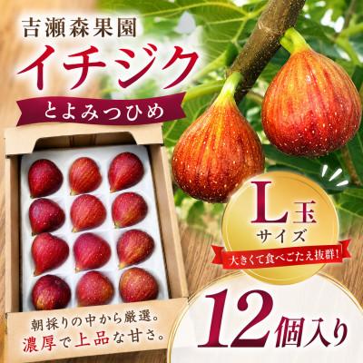 ふるさと納税 うきは市 【2026年8月上旬-9月下旬発送予定】吉瀬森果園 イチジク(とよみつひめ)L玉 12個入り
