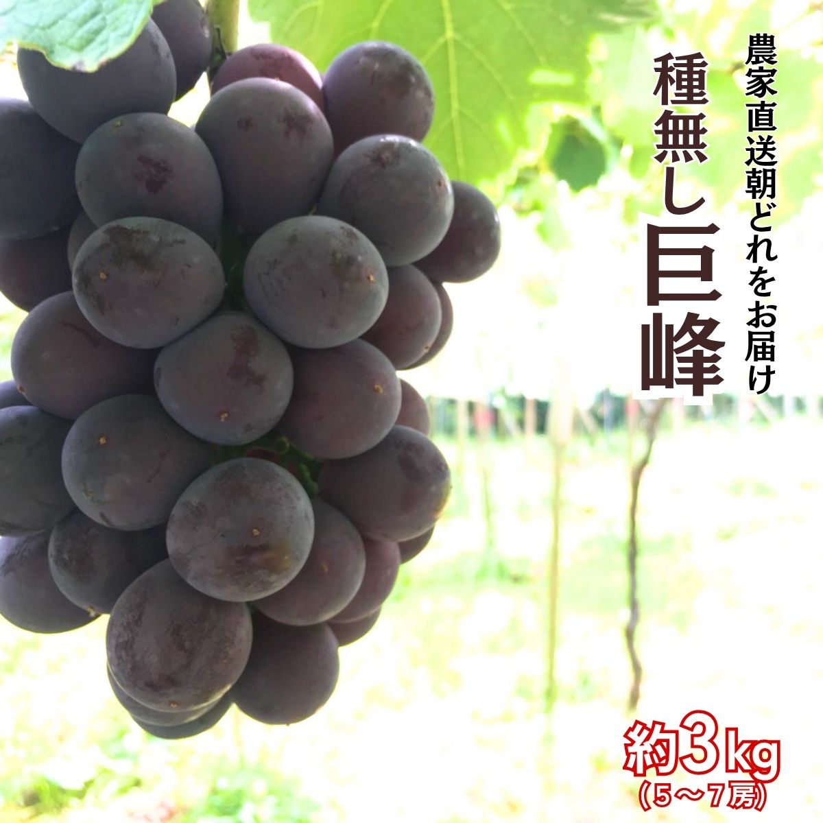 【ふるさと納税】【農家直送（収穫日に発送）】種無し巨峰　◆約3kg（5～7房）| 巨峰 種なし ぶどう 食べ比べ 詰め合わせ 約3kg 5～7房 農家直送 収穫日発送 新鮮 フルーツ 果物 お取り寄せ 季節限定 愛知県 豊田市