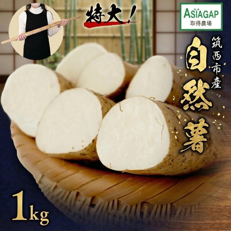 【ふるさと納税】ASIAGAP認証農場 の 自然薯 ( 選べる 内容量 ) 1kg 1.5kg 2kg 茨城県 筑西市産 じねんじょ 山芋 芋 イモ いも とろろ 山菜 ASIAGAP