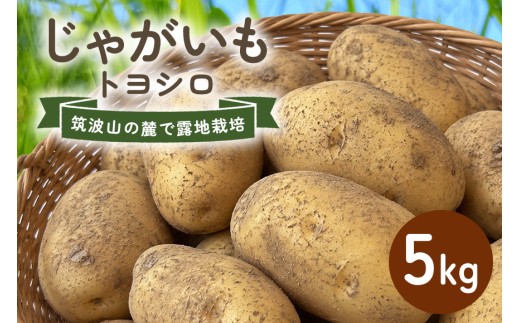 じゃがいも (トヨシロ) 5kg 産地直送 茨城県 石岡市 B03-020