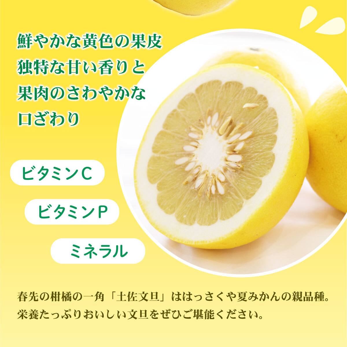 【訳あり】土佐文旦（ぶんたん）家庭用（M～５Ｌ混合）約７ｋｇ【株式会社とさもん（土佐市）厳選】 文旦 7キロ 約10～22玉 ぶんたん ブンタン 柑橘 果物 フルーツ お取り寄せ おいしい 訳あり 傷