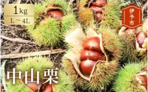 【2026年先行予約】中山栗 L～4Lサイズ 1kg 【9月中旬以降発送予定】 数量限定 愛媛県ブランド 大粒 濃厚な甘み ホクホク 焼き栗 栗ごはん 中山町 伊予市 愛媛 | B423