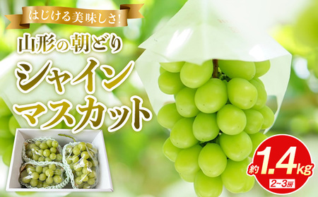 はじける美味しさ！山形の朝どりシャインマスカット 約1.4kg 2～3房【令和8年産先行予約】FS25-135