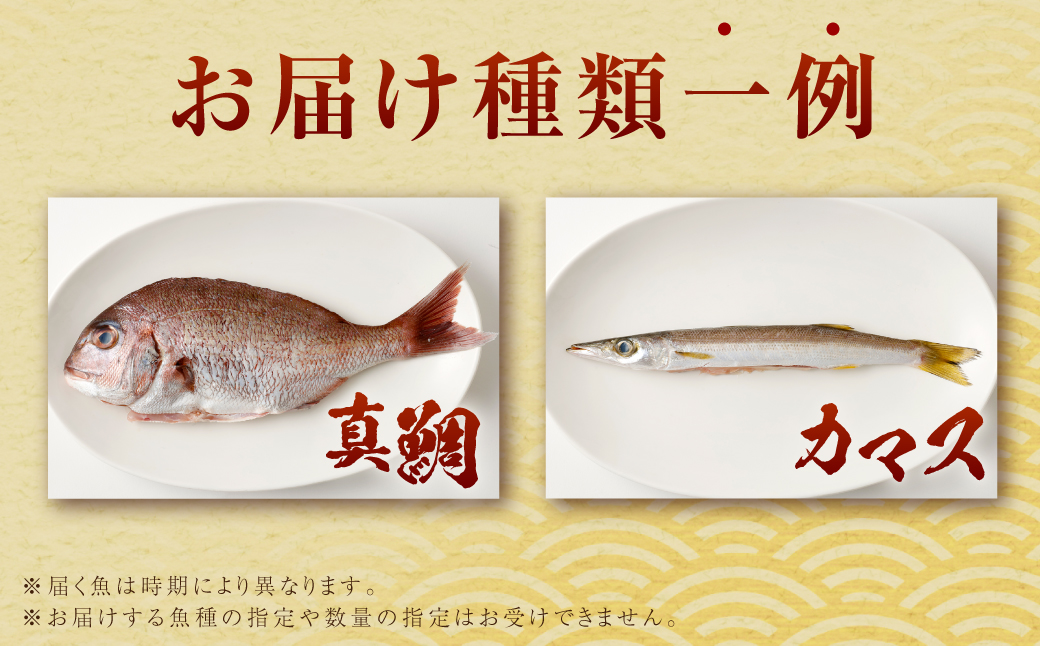 【配送指定日必須】甑海峡 天然鮮魚詰め合わせセット_ss0754_CR