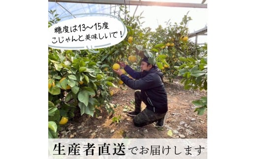 ＜土佐文旦の藤岡＞訳あり 温室土佐文旦 家庭用 5kg (8～12玉）文旦 ぶんたん ブンタン 土佐文旦 ハウス栽培 甘い 柑橘 フルーツ 果物 ご当地 産地直送 お取り寄せ 5キロ  土佐 高知