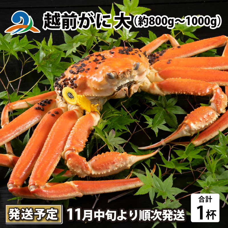 【ふるさと納税】【先行予約】【10月までの受付分のみ対象】越前がに 大 （約800g～1000g） 1杯【2025年11月中旬より順次発送】 / 雄 ズワイガニ ずわいがに ズワイ蟹 越前ガニ ボイル 冷蔵 ご自宅用 カニ しゃぶしゃぶ 海鮮 カニ鍋 カニしゃぶ かに 国産 南越前町 送料無料