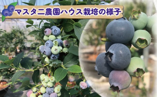 ブルーベリー 大粒 約 1kg マスタニ農園 ハウス栽培 生ブルーベリー 美味しい 500g×2パック 小分け パック 生  ベリー 果物 フルーツ デザート スイーツ ポリフェノール  抗酸化作用果