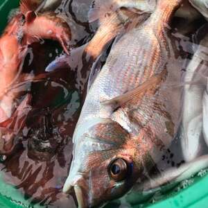 船釣り 釣具込み 午前 乗船券 (ヒラメ 又は マダイ / 2名様) 釣り つり ひらめ 真鯛 釣り 釣り 釣り 釣り 釣り 釣り 釣り