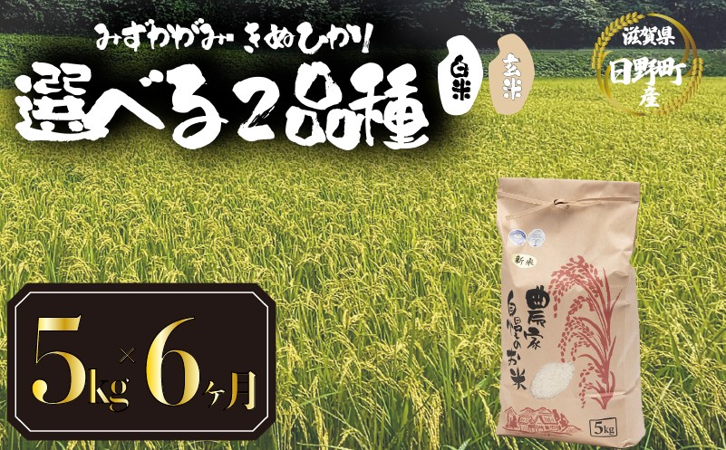 
                  【新米 先行予約】 令和8年産 選べる 品種 みずかがみ きぬひかり 白米 / 玄米  定期便 5kg × 6ヶ月 計30kg 2026年産 キヌヒカリ 国産 滋賀県 日野町 農家直送 お米 精米 おこめ こめ 米 ご飯 おにぎり お弁当 弁当 kome R8年 R8 8年産 ハクマイ げんまい しんまい おこめ こめ 米 オコメ 産地直送 日野町産米 産地直送 ふるさと納税
                