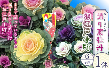 踊り葉牡丹 お江戸小町 6号鉢  | 栃木県 下野市