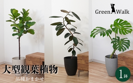 【ホワイト】大型観葉植物 ≪1鉢≫ 鉢カバー付き 観葉植物