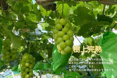 厳選 瀬戸ジャイアンツ 2房 合計1.2kg以上  産地直送 朝採れ ぶどう 葡萄 Kawahara Green Farm 岡山県産 2024年 [No.5220-1436]