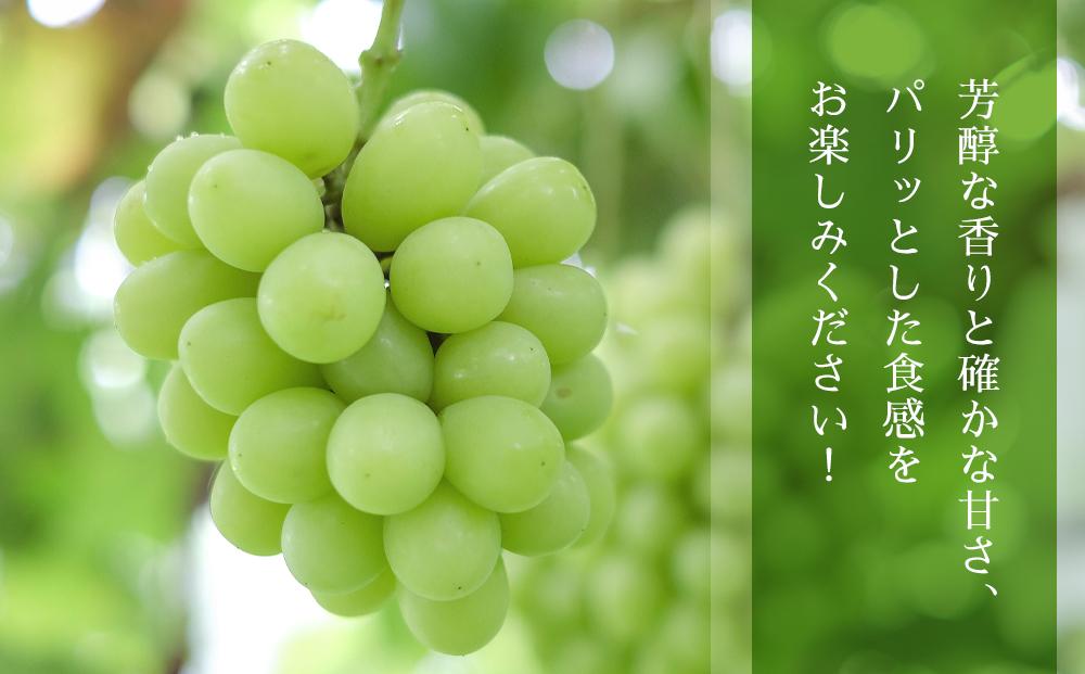 【2026年先行予約】シャインマスカット 約2kg (4～5房)【筑前町産】