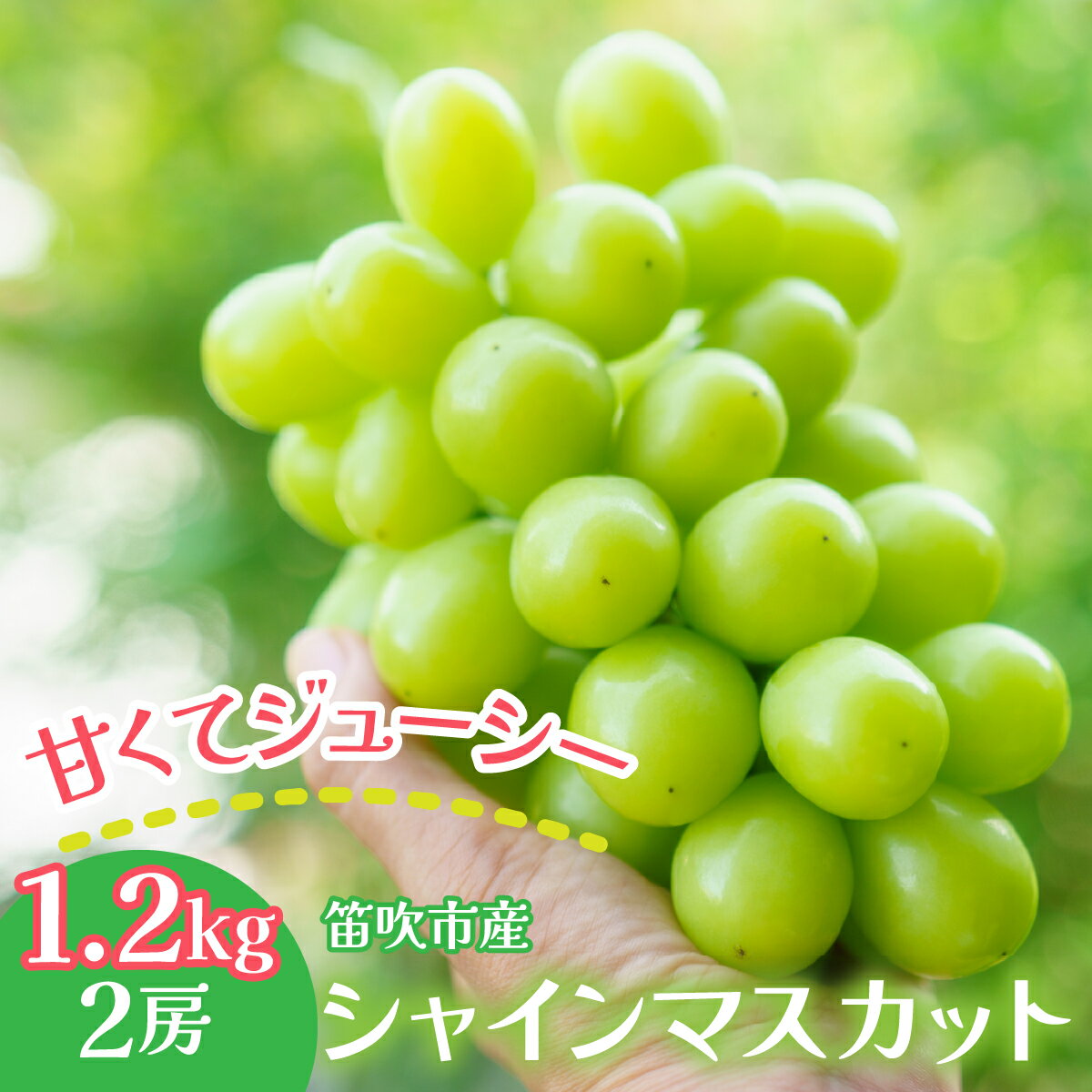 【ふるさと納税】笛吹市産 シャインマスカット 1.2kg以上（2房） ふるさと納税 ぶどう シャインマスカット 笛吹市 国産 人気 期間限定 果物 フルーツ 旬 山梨県 送料無料 241-001