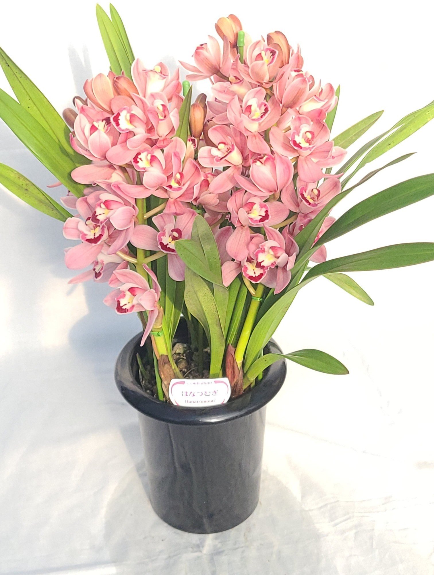 
            洋らんシンビジューム「はなつむぎ」（2本立）
          