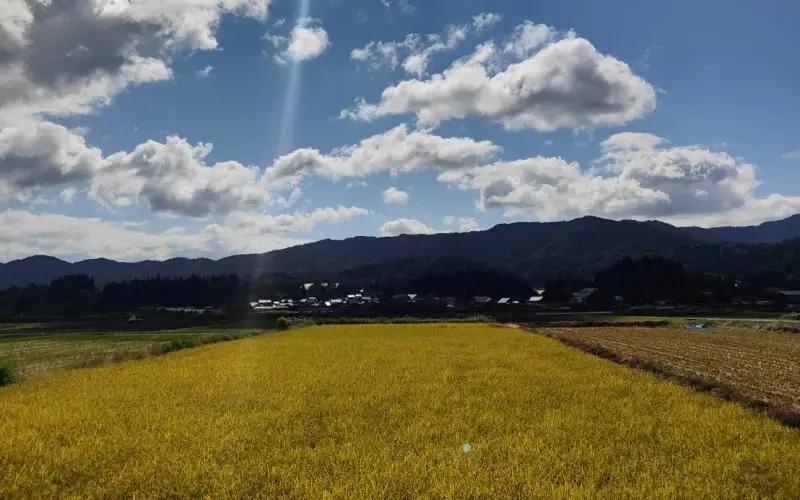 米 岡山県産精米 令和8年産完全無農薬化学肥料不使用いせひかり5kg 【hsig005-02】