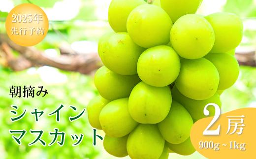 【2025年先行予約】 シャインマスカット 朝摘み（900g ~ 1kg 2房） 葡萄 ブドウ 白ぶどう 朝採り 種無し 種なし 皮ごと 千曲市 長野県 信州