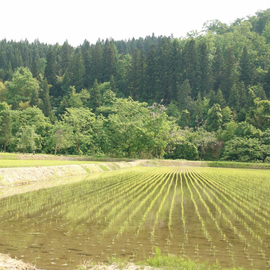 【定期便】加茂有機米生産組合の作った特別栽培米コシヒカリ 白米 ５kg×6回お届け