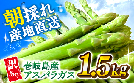 【訳あり】【先行予約】アスパラガス1.5kg 壱岐産 【2026年8月以降順次発送】[JGI005] アスパラ