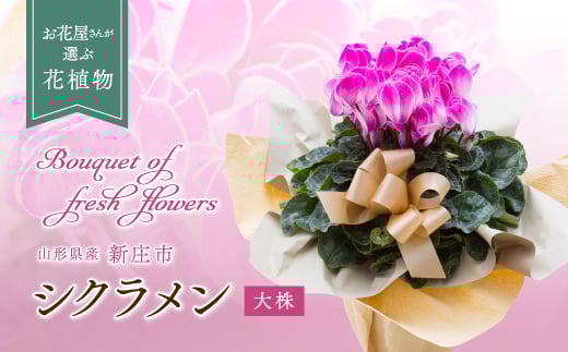 お花屋さんが選ぶ花植物 シクラメン大株 花 お花 フラワー ギフト 贈り物 贈答 プレゼント 山形県 新庄市 F3S-0621