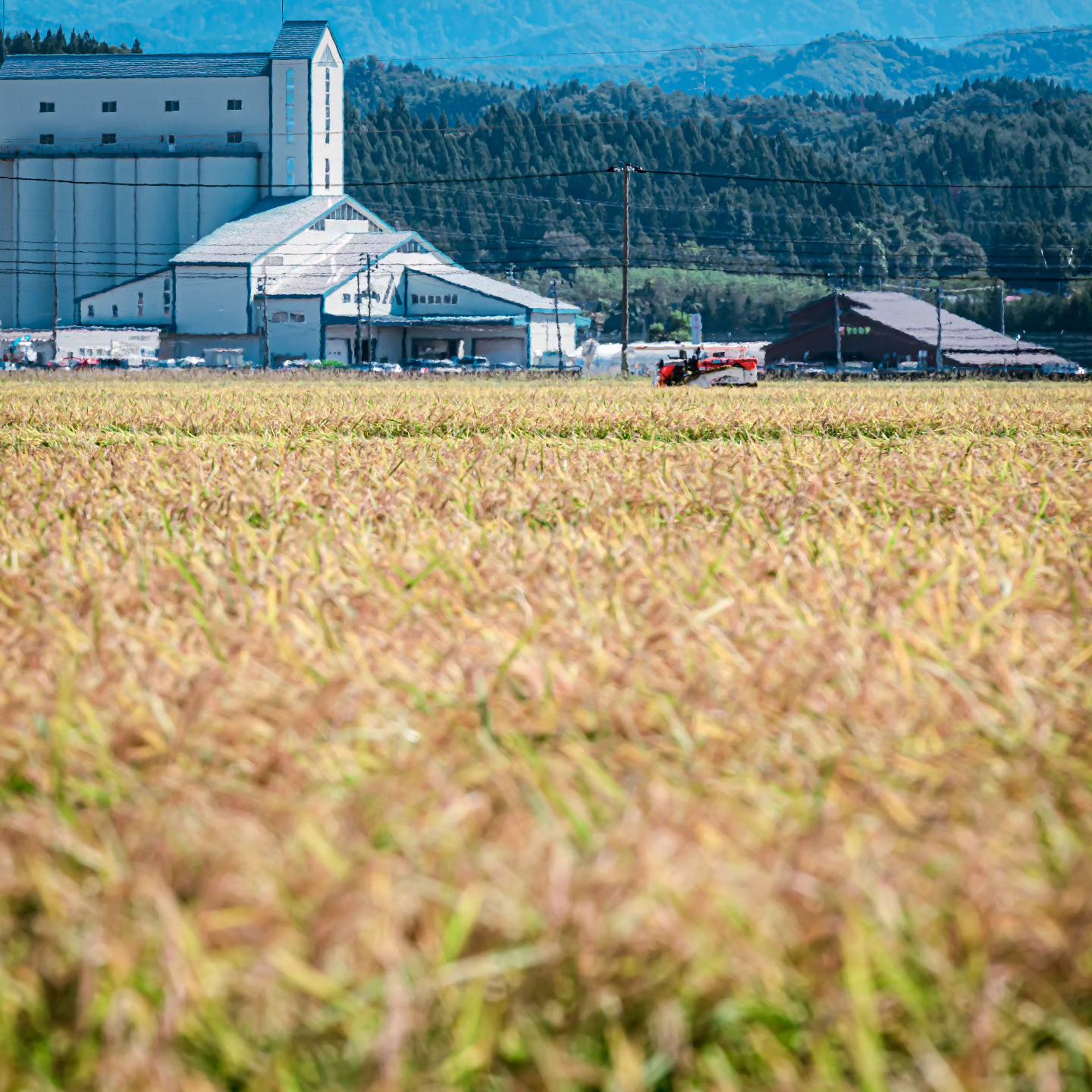 定期便【令和7年産先行受付】あきたこまち5kg×6ヶ月