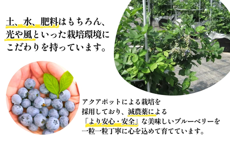 ブルーベリー ジャム 140g×3個セット ジャム ブルーベリー
