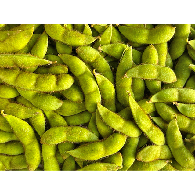 【 2025年産 数量限定 】青森の定番 毛豆 約1kg【 9月 クール便発送 】青森県鰺ヶ沢町産 ※オンライン決済のみ 野菜 枝豆 大粒 甘みが強い 豊かな香り コク ほっくり おつまみ 料理 お弁