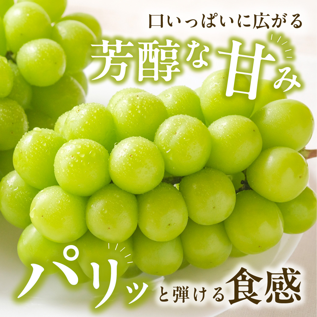 【2025年発送分 先行受付スタート！】岡山県産 白桃とシャインマスカットのセット（令和７年7月以降発送）