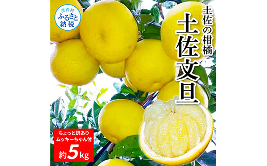 TKA044　土佐の柑橘 土佐文旦 5kg 詰め合わせ ちょっと ムッキーちゃん（皮むき機）付き 文旦 ぶんたん ブンタン 柑橘 高知県 高知 返礼品 故郷納税 10000円 果物 くだもの フルーツ お取り寄せ 美味しい おいしい ご家庭用 ご自宅用 規格外サイズ 傷 訳あり