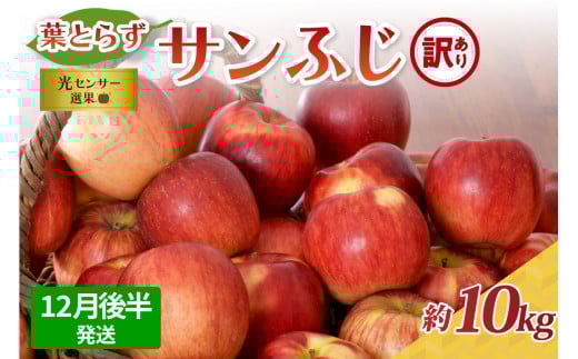 【2025年12月後半発送】【訳あり】 りんご 約10kg サンふじ 葉とらず 青森