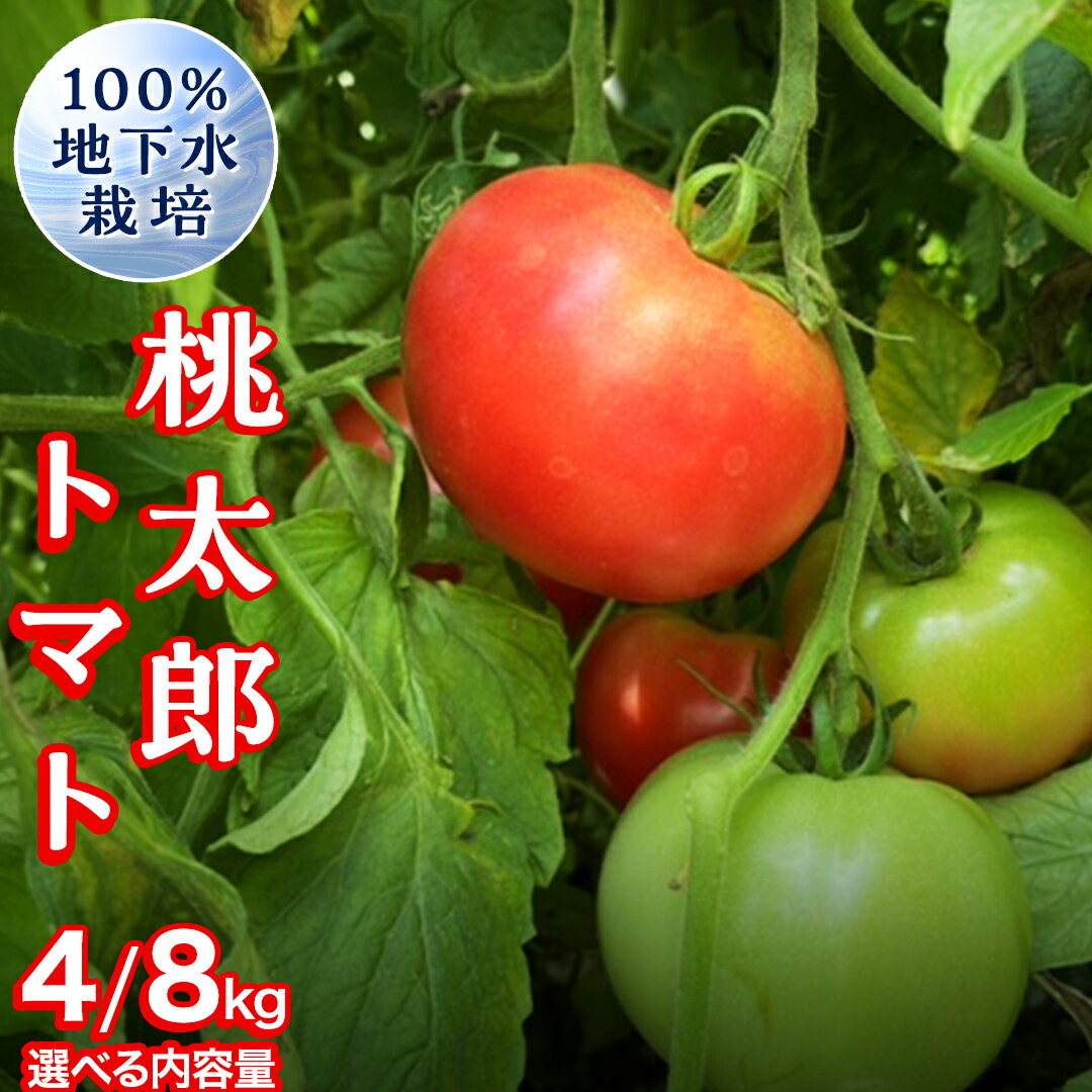 【ふるさと納税】 地下水100％で作る美味しい 「 桃太郎トマト 」 ( 選べる 内容量 ) 4kg 8kg 野菜 桃太郎 トマト とまと 地下水 ミネラル