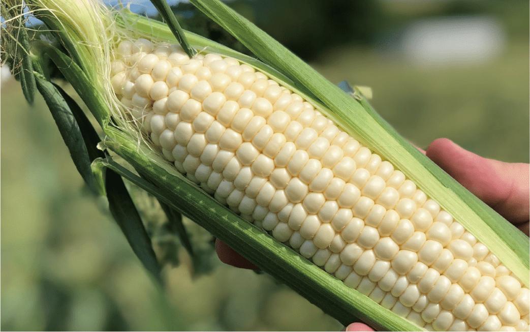 2026年5月中旬～発送【厳選とうもろこし】指宿産ホワイトコーン10本(わくわくファームたがわ/A-226) とうもろこし コーン トウモロコシ ホワイトコーン 国産 鹿児島 県産 旬 野菜 旬野菜 