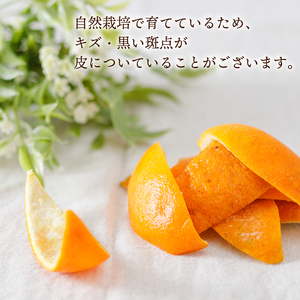 【自然栽培】潮風たっぷり!自然栽培 いよかん 冷凍 ピール 皮 ｜ いよかん お菓子づくり マーマレード お酒 伊予柑 愛媛県産 みかん 自然栽培  柑橘 ミカン ﾐｶﾝ 愛媛県産 家庭用 えひめのみ