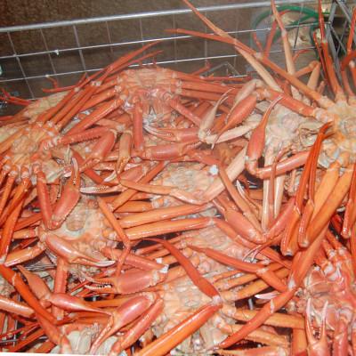 ふるさと納税 養父市 香住がに　おまかせセット　約2.5kg(3〜6枚) |  | 02