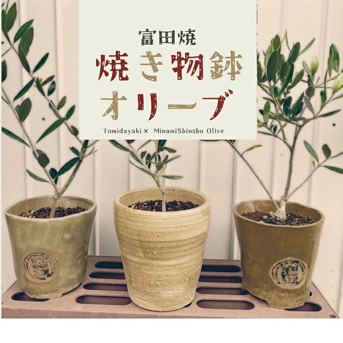 【ふるさと納税】A27　焼物鉢オリーブ ( 富田焼 ）