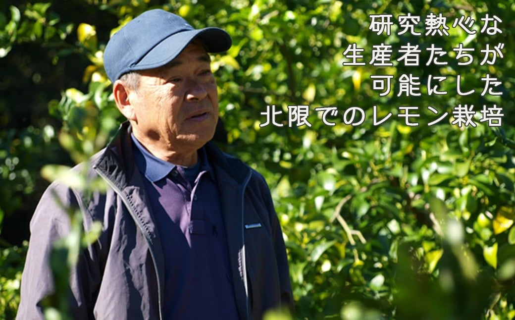 北限とされる地域でのレモン栽培を可能にしたのは、研究熱心な鴨川の生産者たちの情熱と工夫。