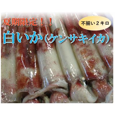ふるさと納税 鳥取市 【魚倉】不揃い 白いか (ケンサキイカ) 2kgセット