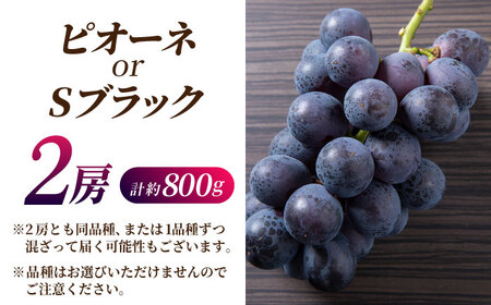 【2026年発送先行予約】ピオーネ or Sブラック 800g（2房）【合同会社 社方園】熊本県産 国産 Sブラックぶどう ピオーネ葡萄 [ZBZ002]