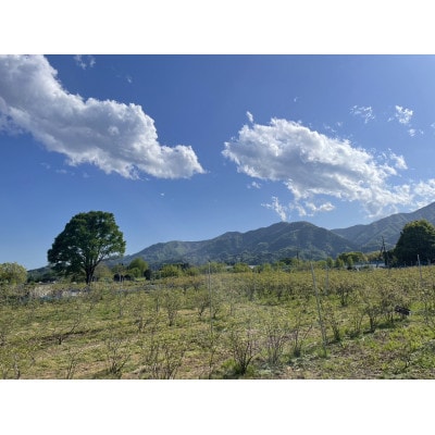 ブルーベリー 1kg【配送不可地域：離島】【1707398】