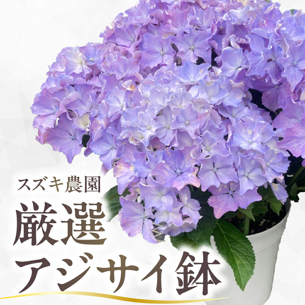【ふるさと納税】スズキ農園オリジナル 厳選アジサイ鉢 5号鉢 × 1鉢 アジサイ あじさい 紫陽花 オリジナル 品種 アンティーク 秋色 アジサイ ドライフラワー 母の日 ギフト 贈り物 プレゼント 記念日 観葉植物 花 鉢植え 鉢 フラワー お花 植物 緑 グリーン インテリア