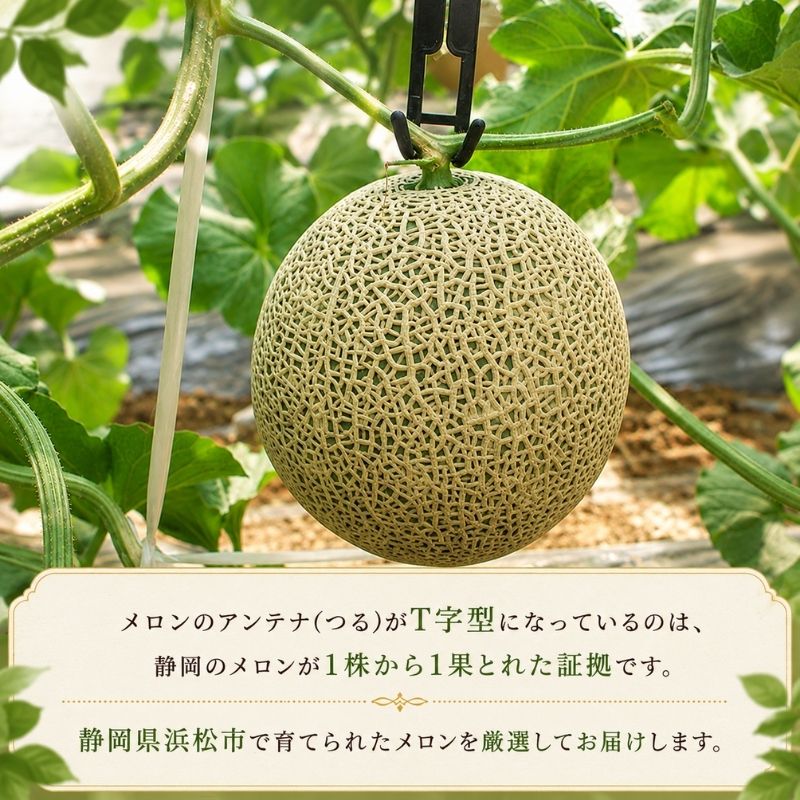 【2027年7月上旬より順次発送】静岡県浜松市産マスクメロン1.5kg×1個
