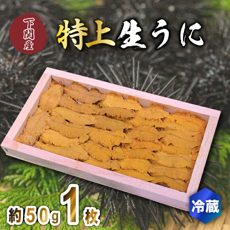うに 特上品 生うに ウニ 雲丹 紫うに 赤うに 板ウニ 1枚 約50g 冷蔵 角島産 下関 唐戸市場 直送