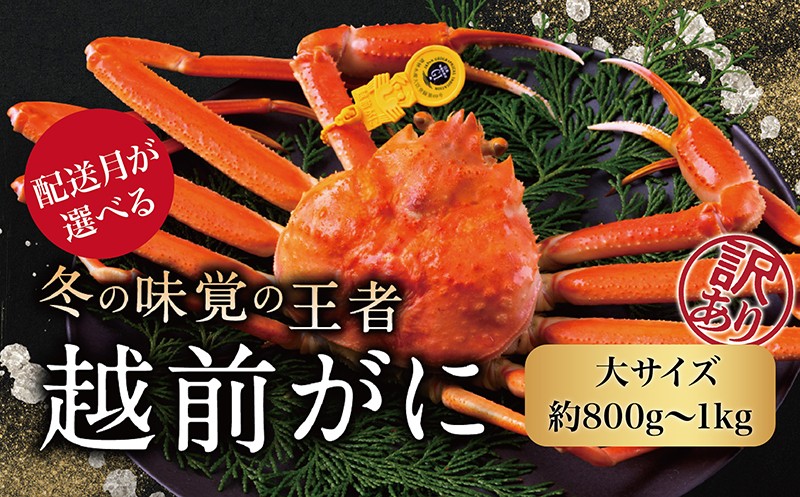 
            【月指定可】越前がに（オス）「ずわいがに」大サイズ（800g-1kg） 訳あり 1杯
          